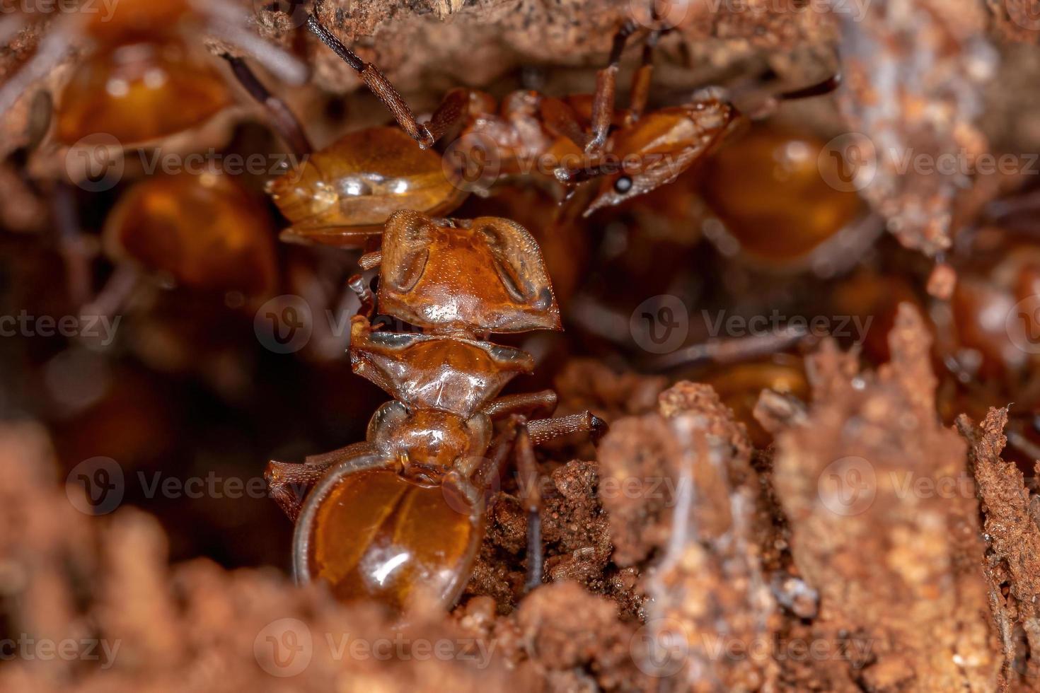 formica tartaruga gialla adulta foto