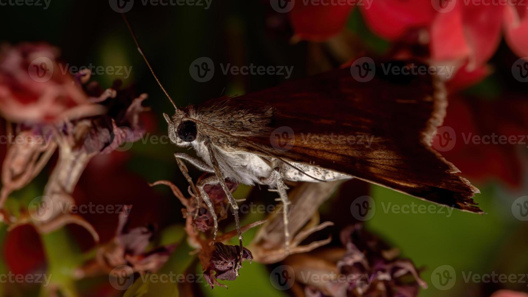 falena civetta grafica in una pianta in fiore foto