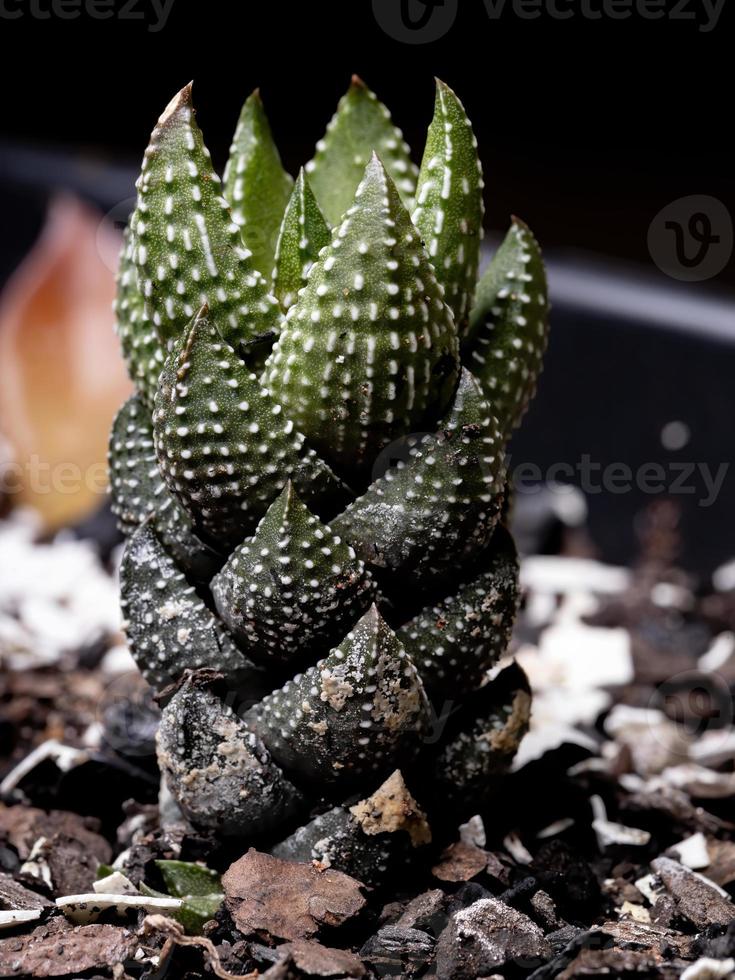 pianta succulenta cresciuta foto