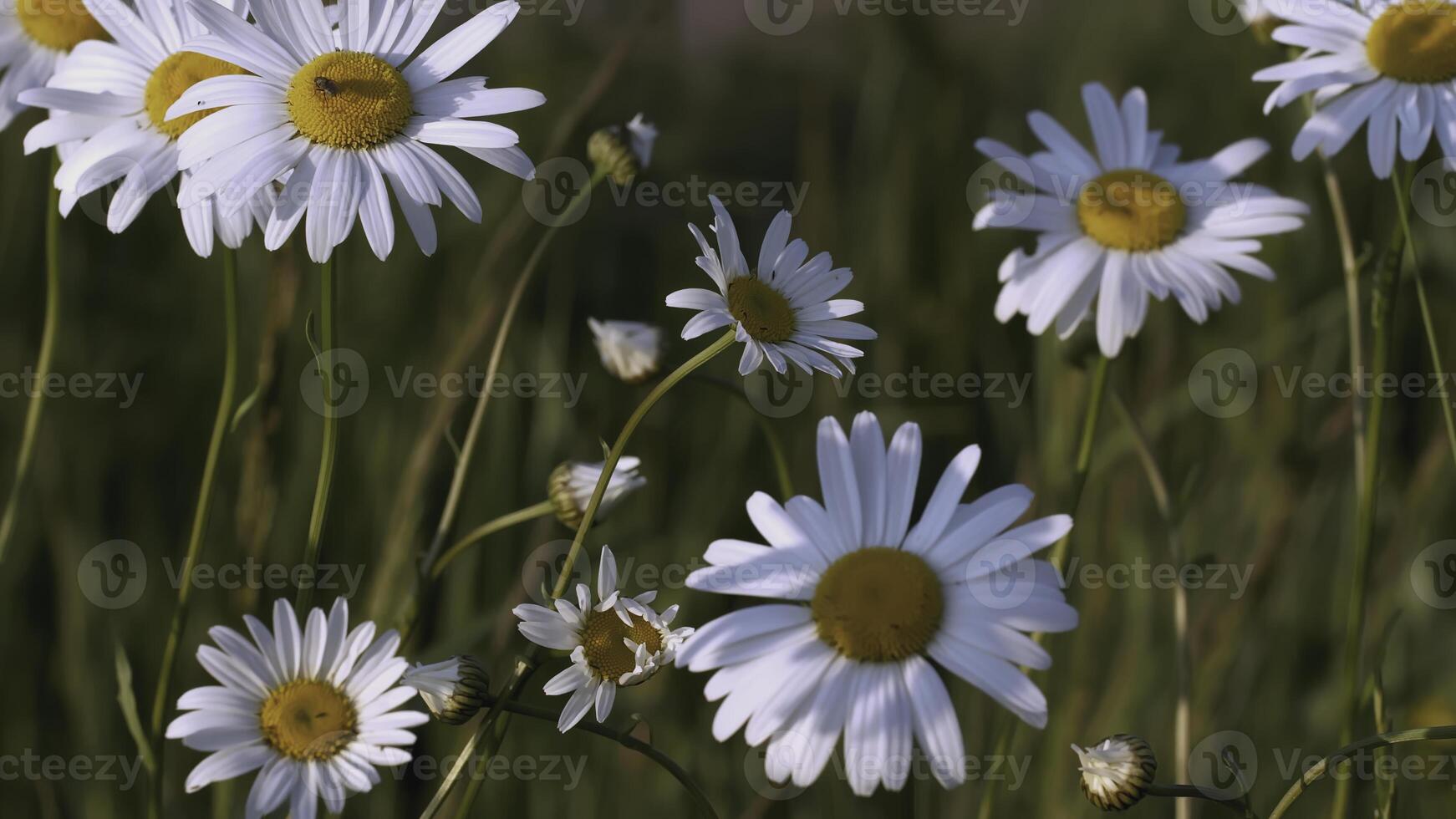 un' bellissimo camomilla cresce nel un' campo e insetti strisciare su esso. creativo. un' fiore con bianca petali e un' giallo centro. insetti siamo su il fiore. il vento colpi un' fiore in crescita nel un' radura foto