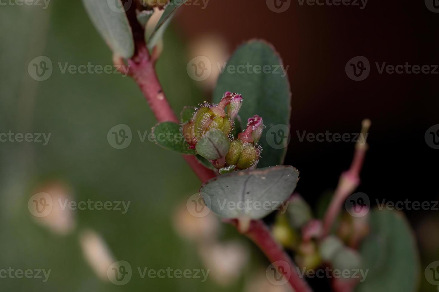 fiori e frutti della pianta di sabbia prostrata foto