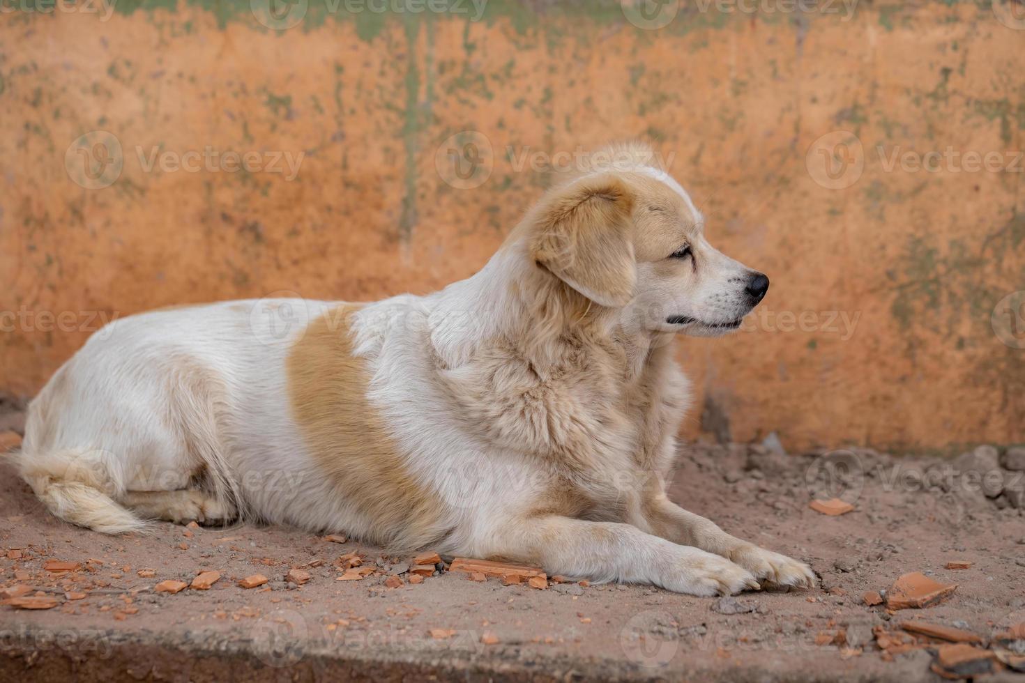 cane domestico in una fattoria foto