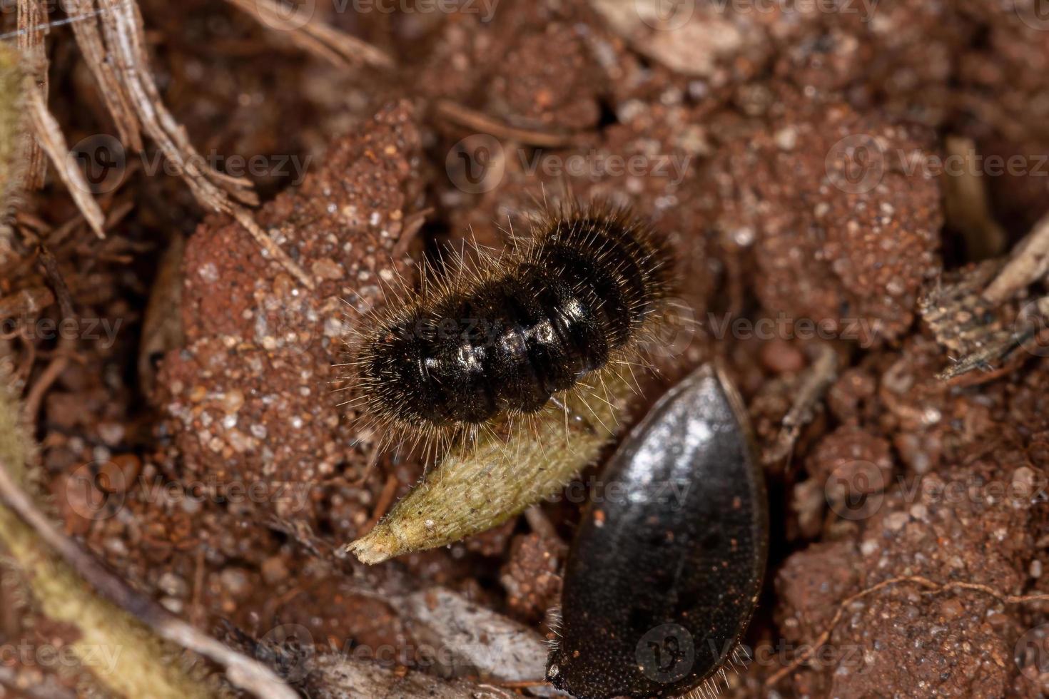 larva di coleottero dalle lunghe giunture foto