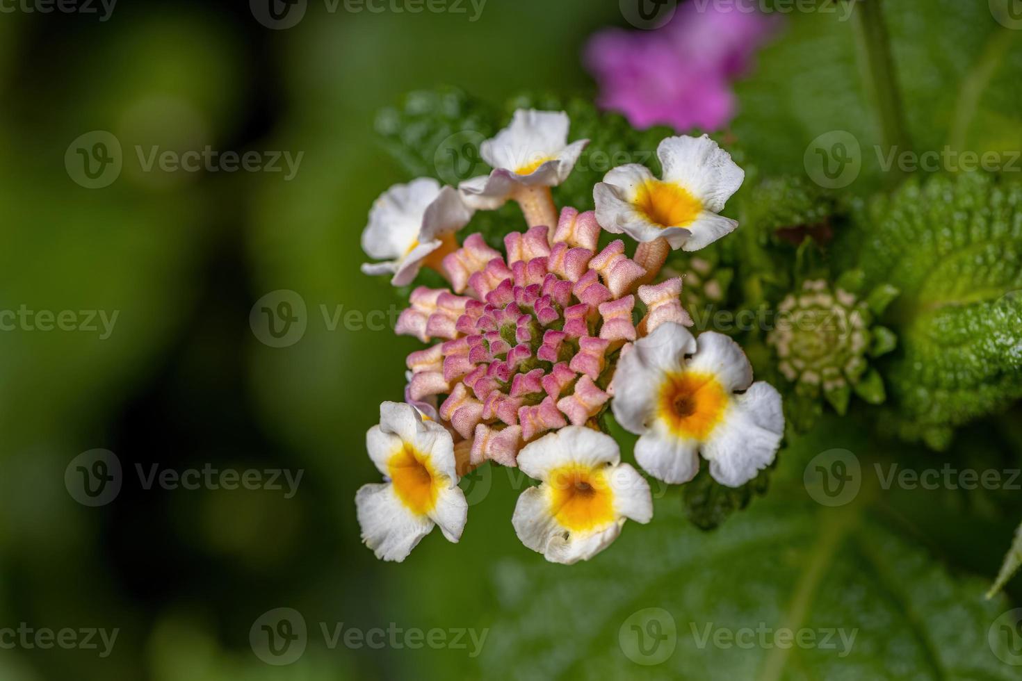 fiore di lantana comune foto