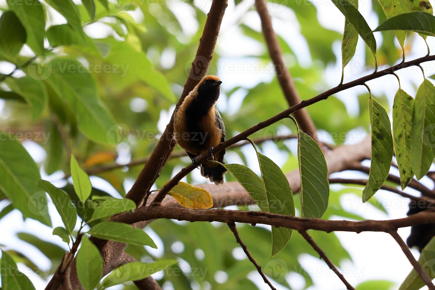 tanager brunito foto