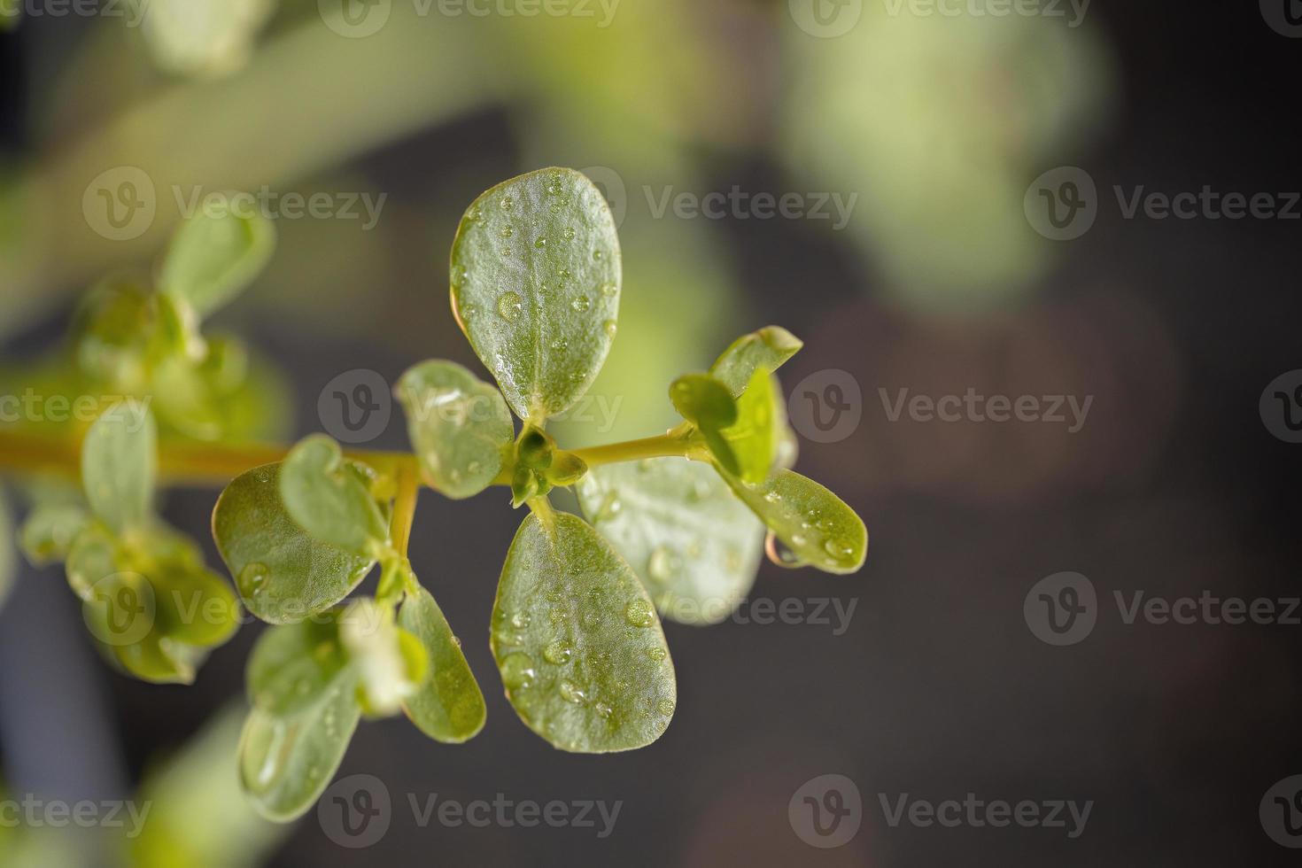 pianta di portulaca comune foto