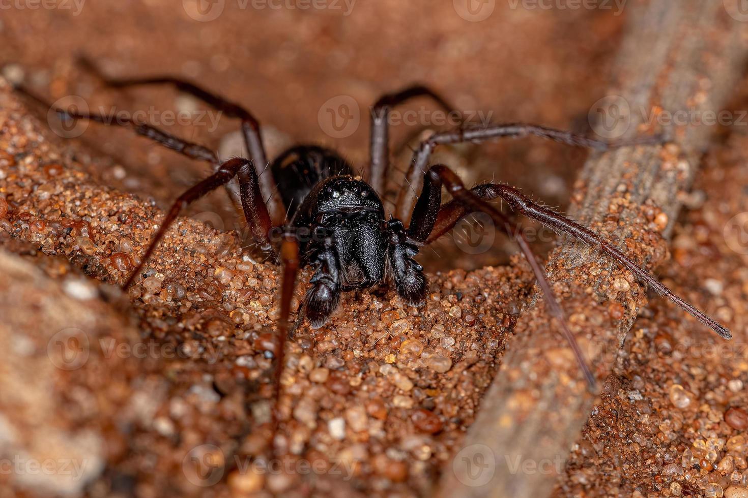 ragno del sacco mimico formica adulta maschio foto