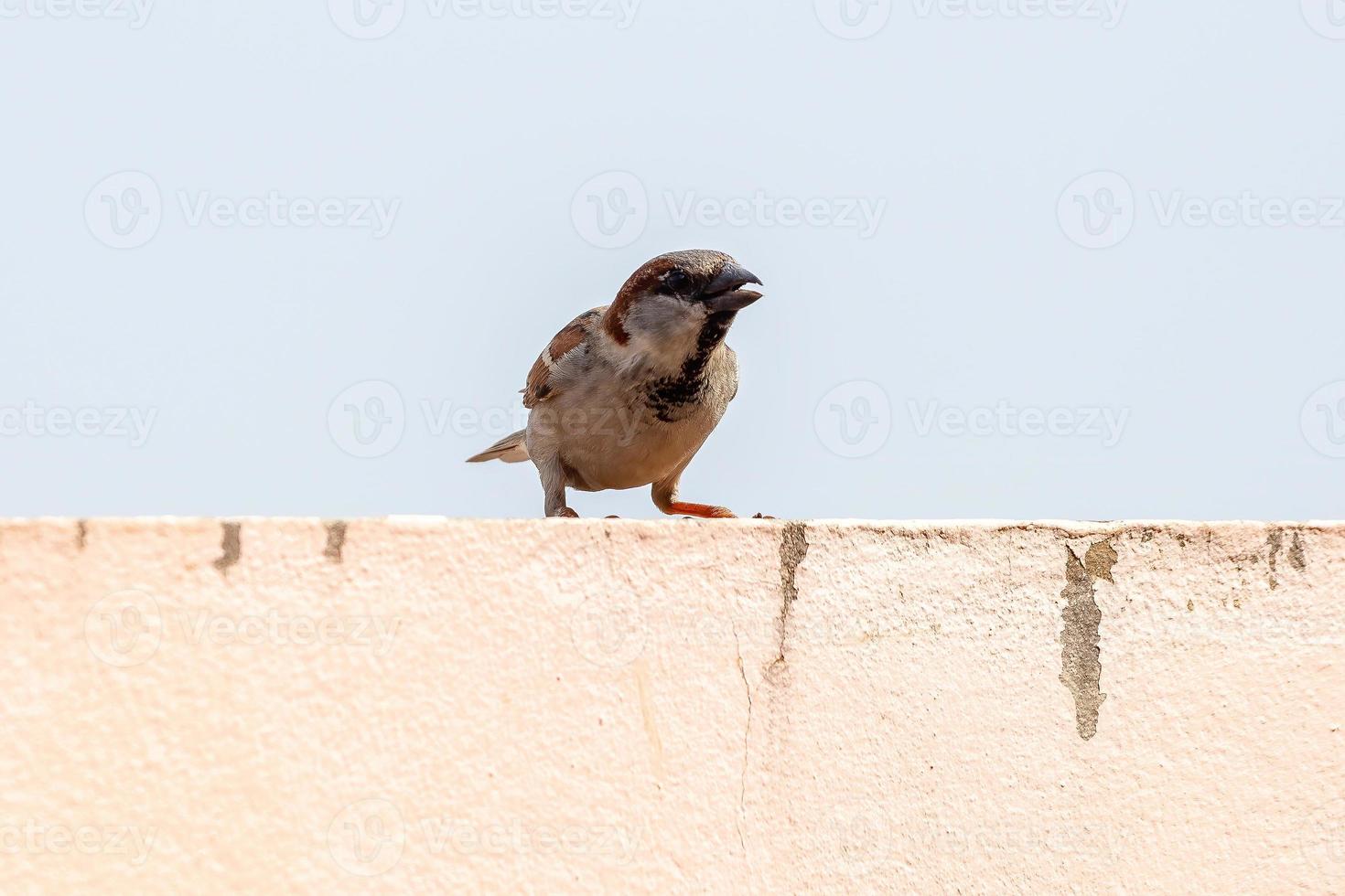 passero adulto foto