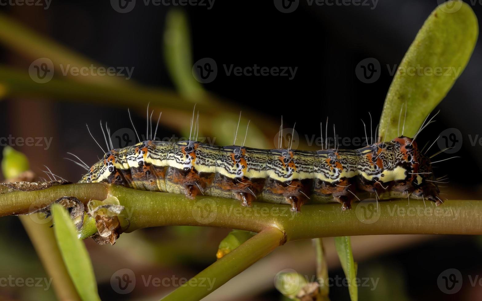 bruco che mangia una pianta di portulaca comune foto