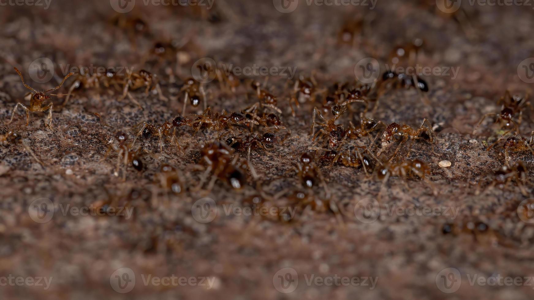 formiche dalla testa grossa foto