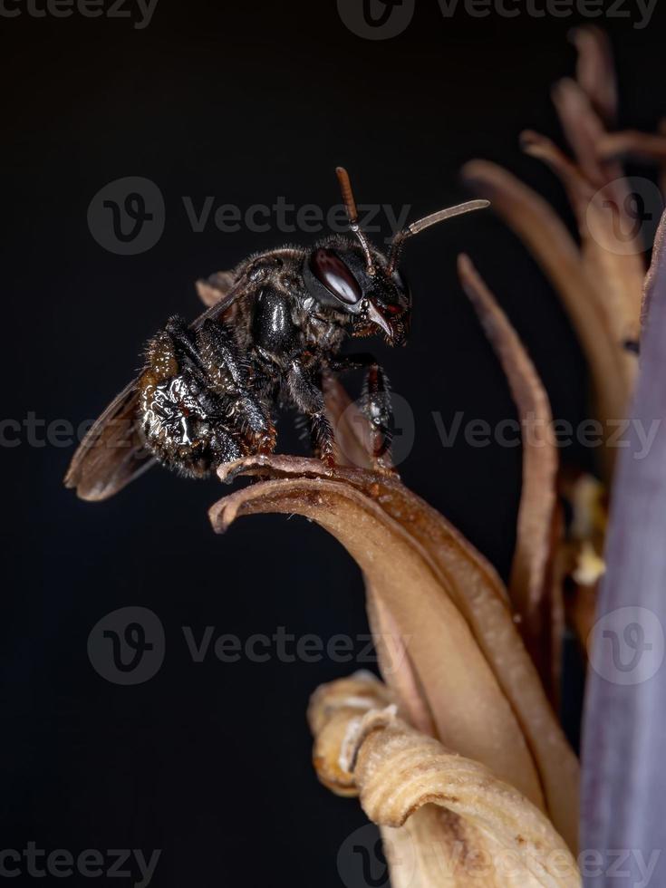 ape nera senza pungiglione foto