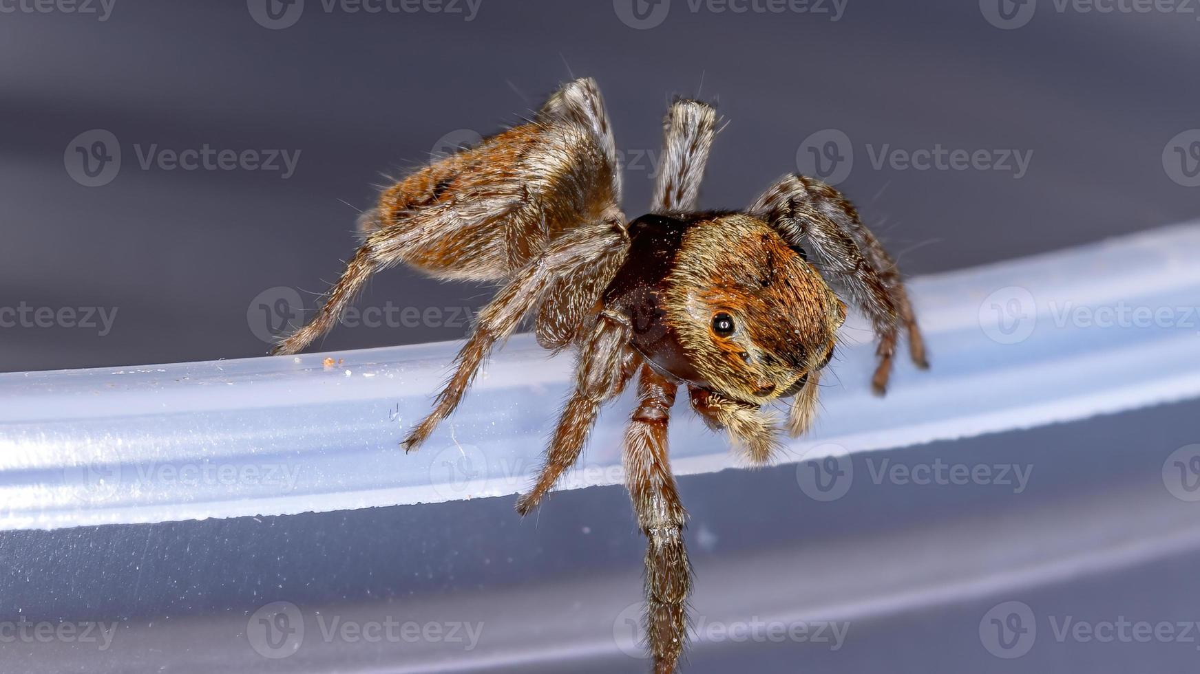 adanson house jumping spider foto