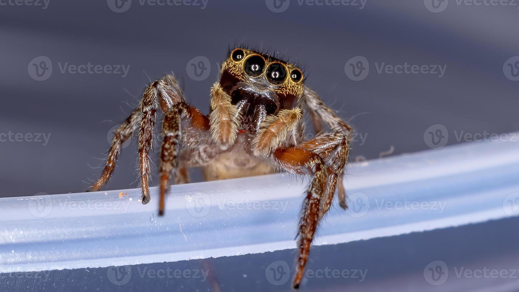 adanson house jumping spider foto