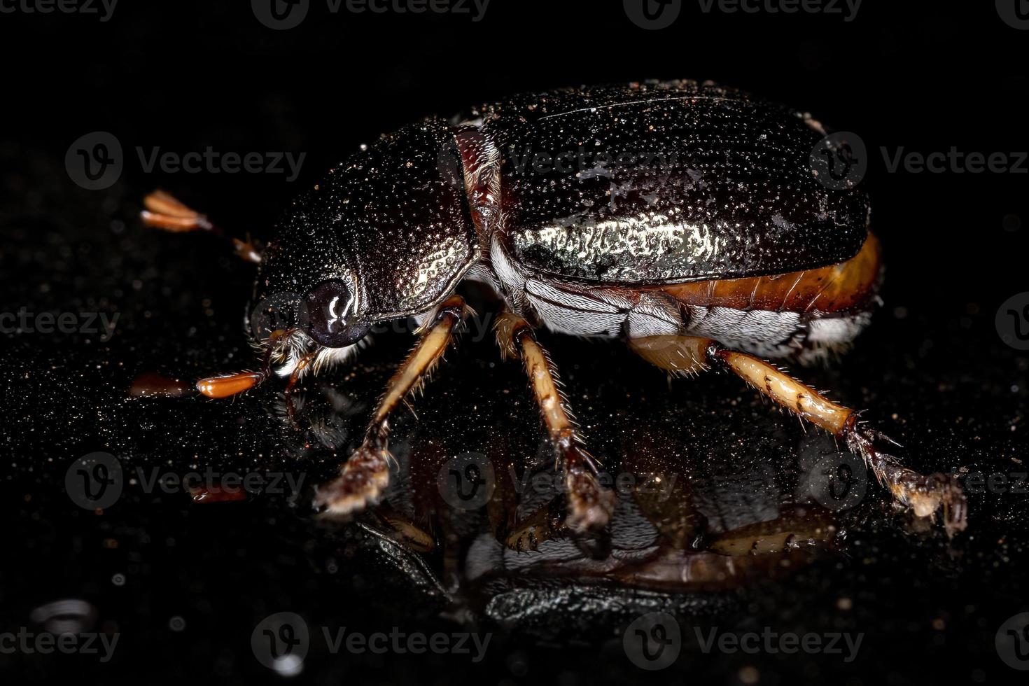 scarabeo di chafer foglia brillante adulto foto