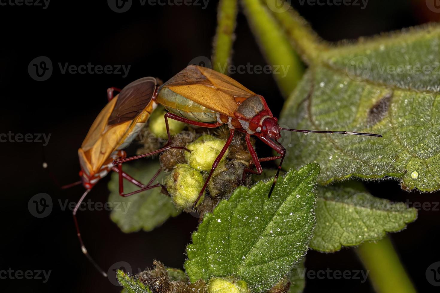 insetti macchia di cotone per adulti foto