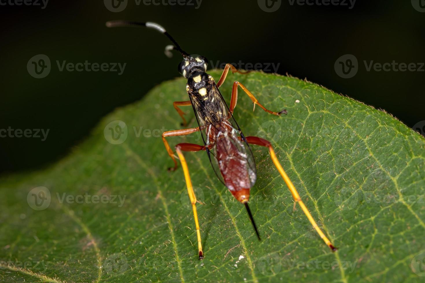 icneumonide adulto vespa foto