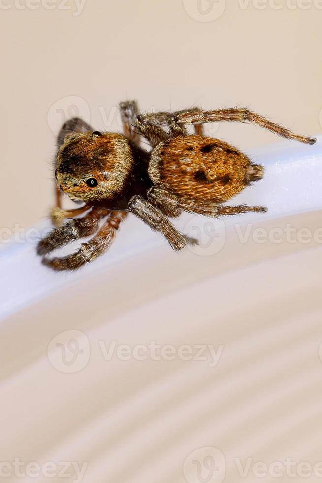 adanson house jumping spider foto