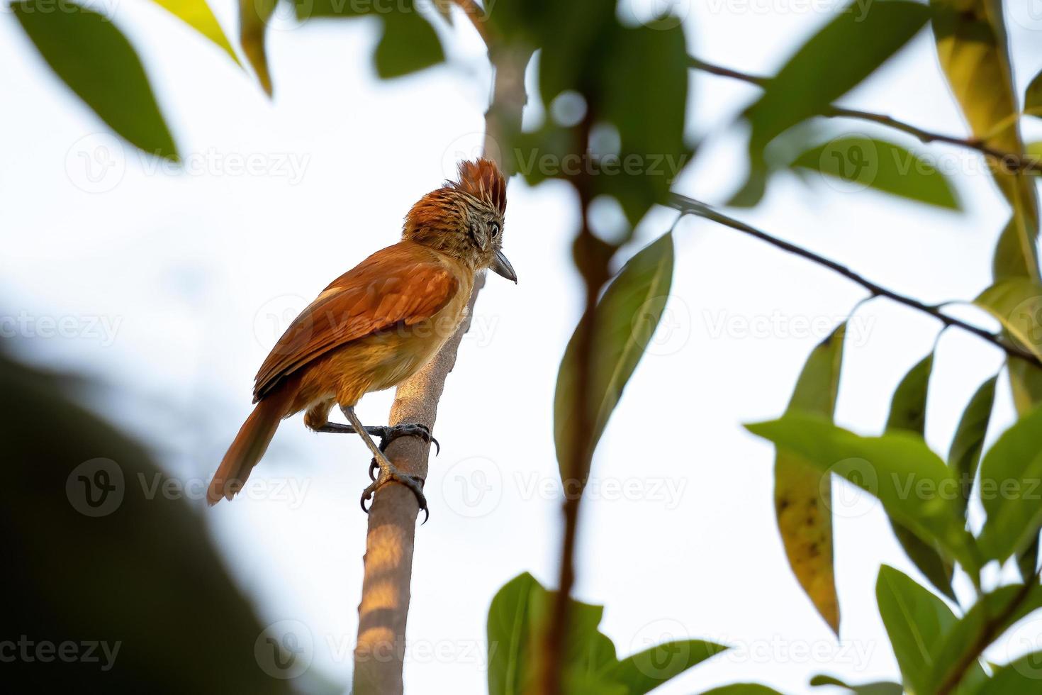 brasiliana femmina sbarrata antshrike foto