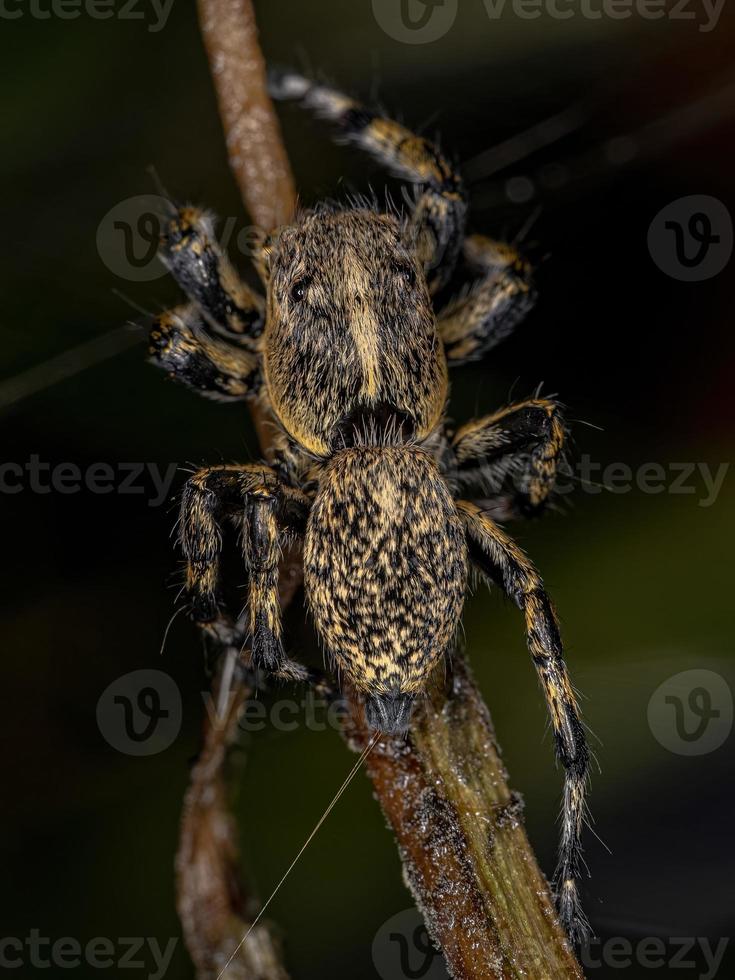 ragno saltatore giallo femmina adulta foto