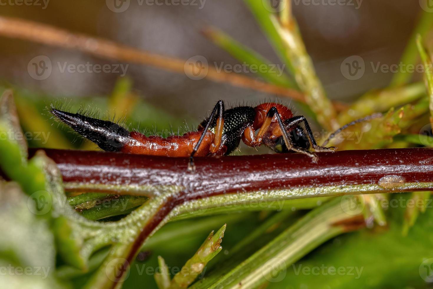 scarabeo da colpo di frusta adulto foto