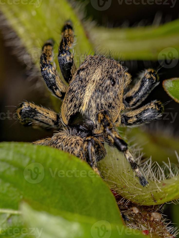 ragno saltatore giallo femmina adulta foto