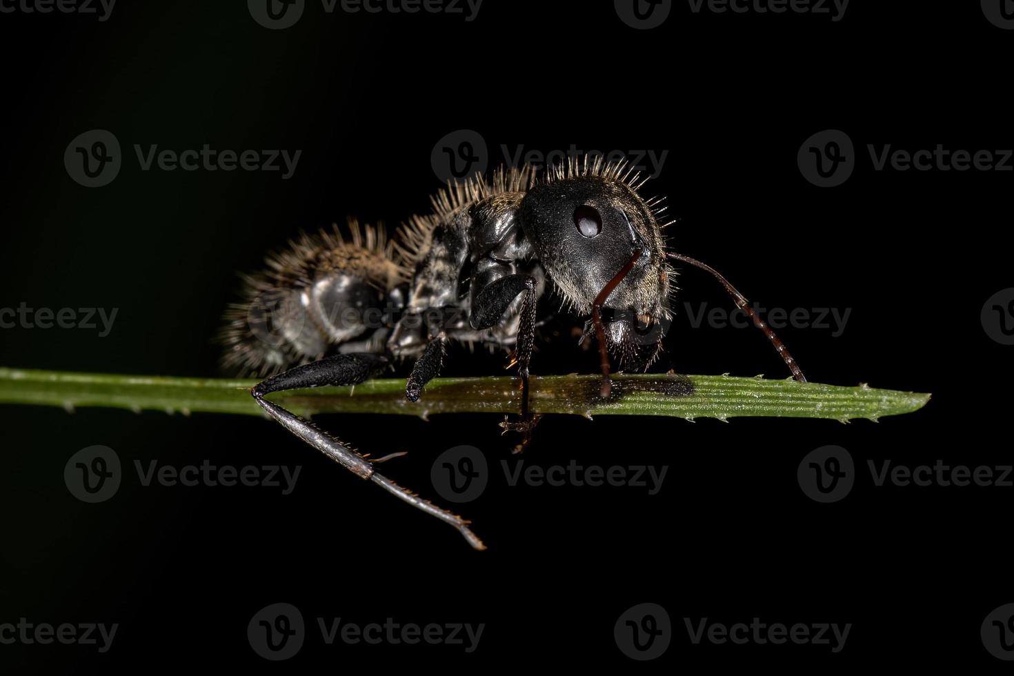 formica carpentiere femmina adulta foto