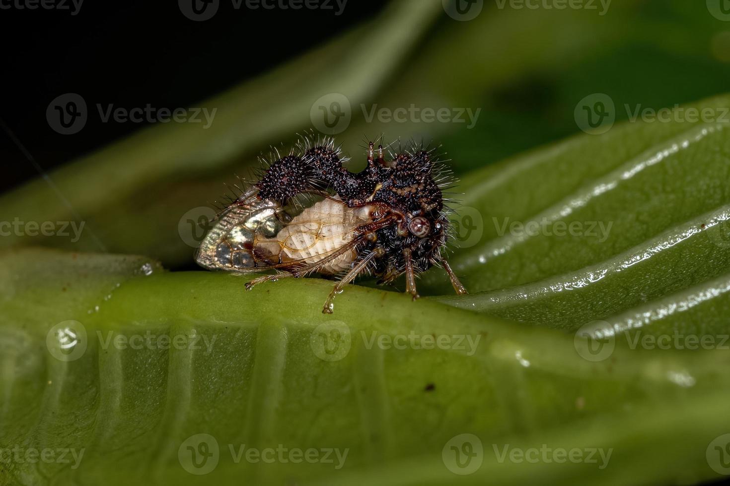 Treehopper adulto che imita le formiche foto
