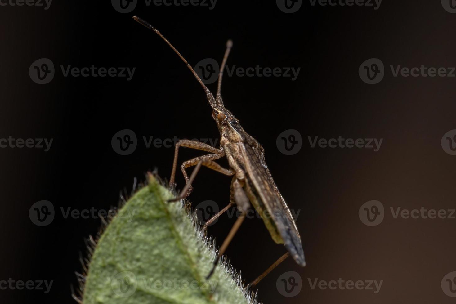 cimice per piante adulte senza profumo foto