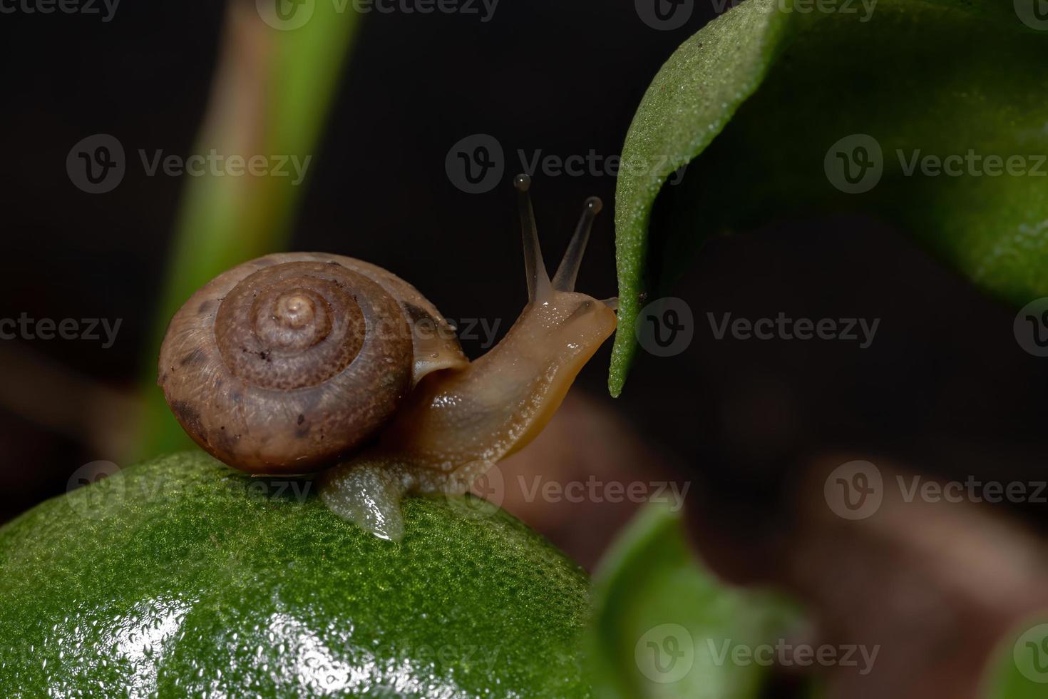 lumaca vagabondo asiatica foto