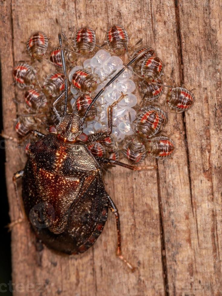 cimice puzzolente femmina adulta foto