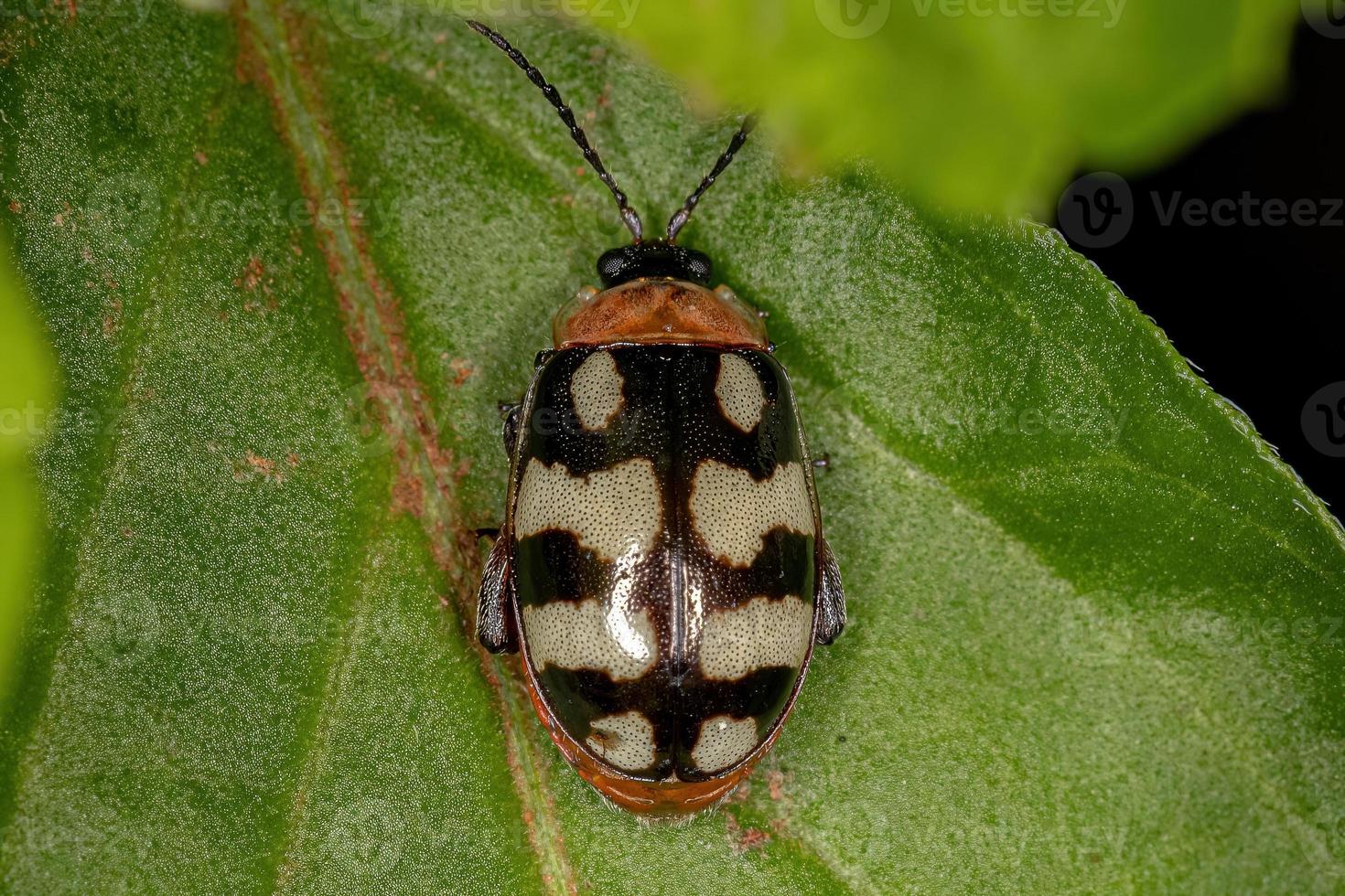 scarabeo delle pulci adulto foto