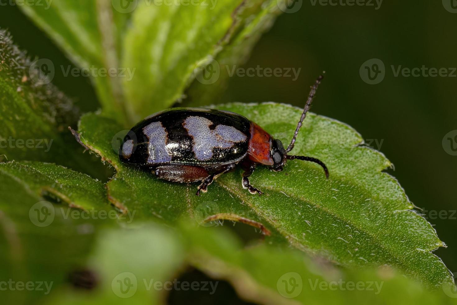 scarabeo delle pulci adulto foto