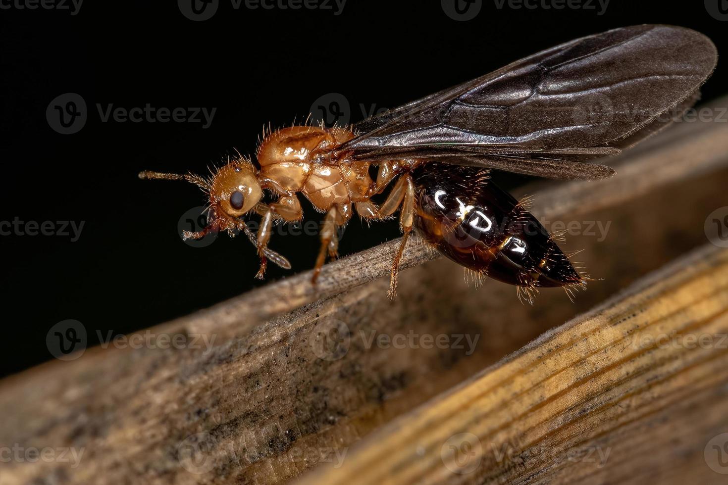 formica regina cocktail alata femmina adulta foto