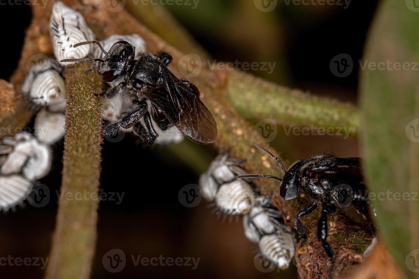 ape adulta senza pungiglione che interagisce con le tipiche ninfe treehoppers foto