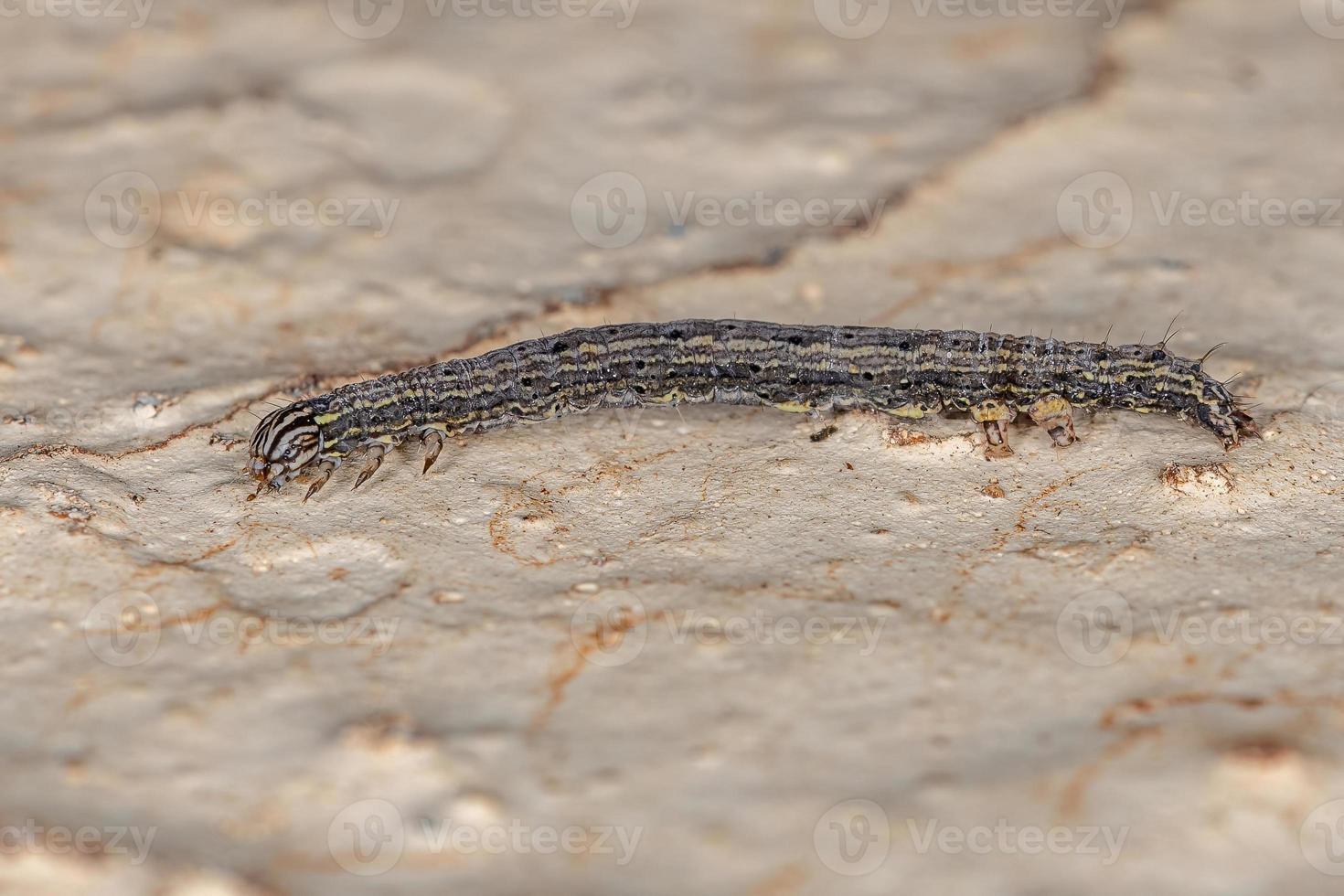 piccola larva di farfalla foto