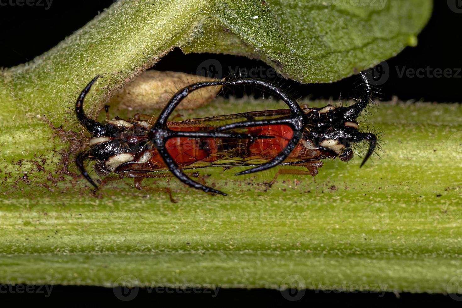 insetto di treehopper adulto foto