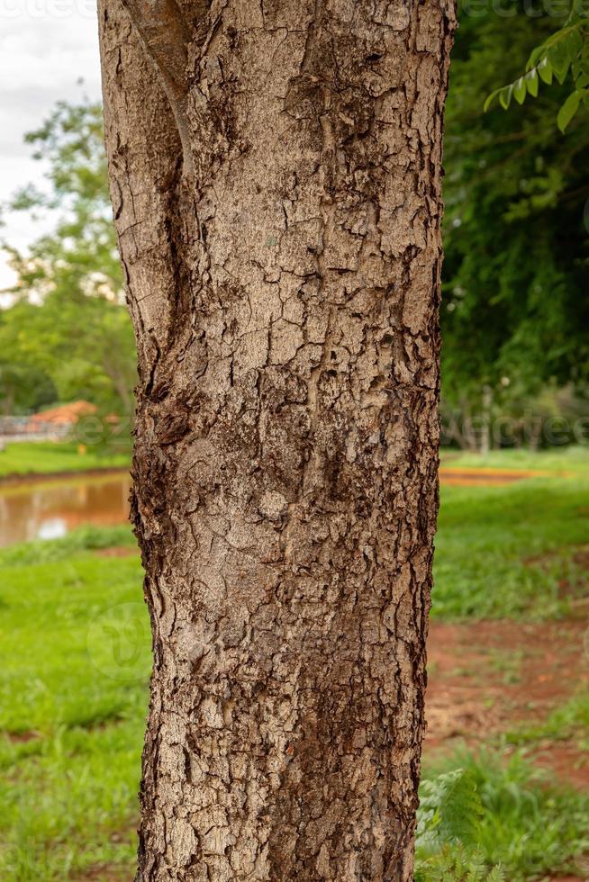 struttura del tronco d'albero foto