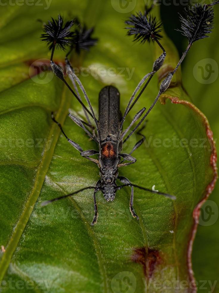 tipici coleotteri longhorn foto