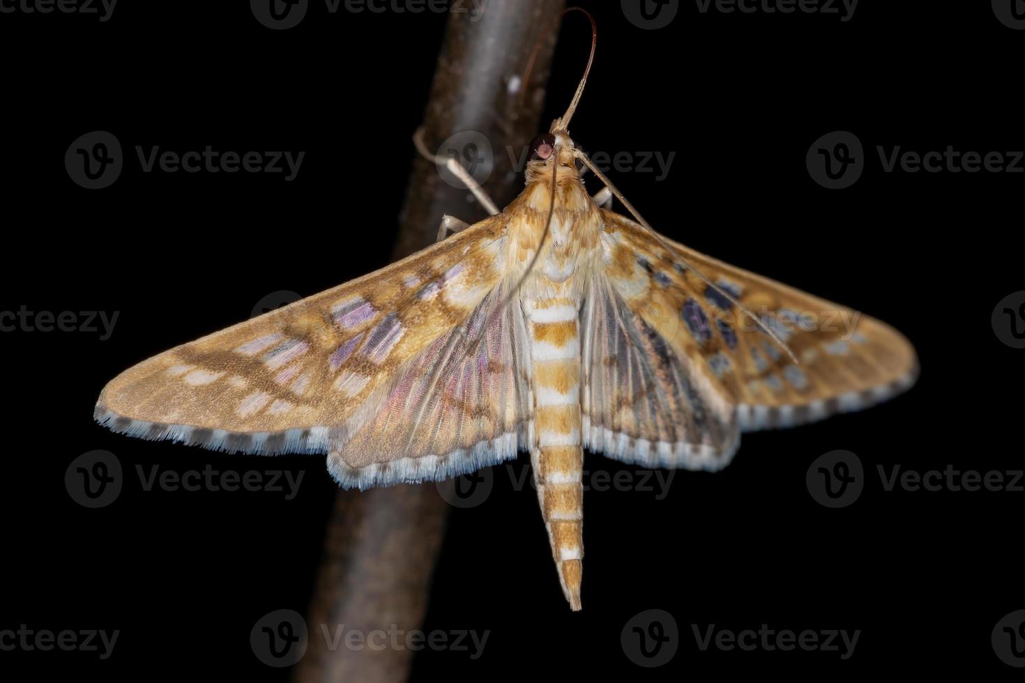 falena epipagis arancione foto