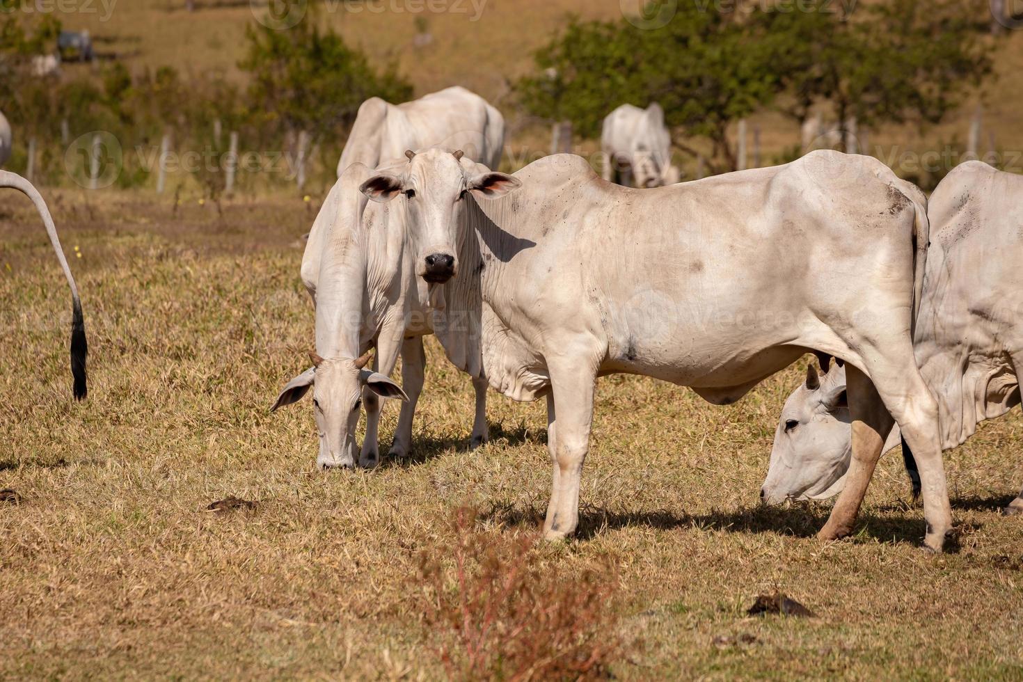 mucca adulta in una fattoria foto