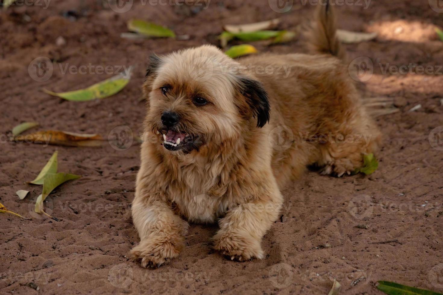 cane domestico con messa a fuoco selettiva foto