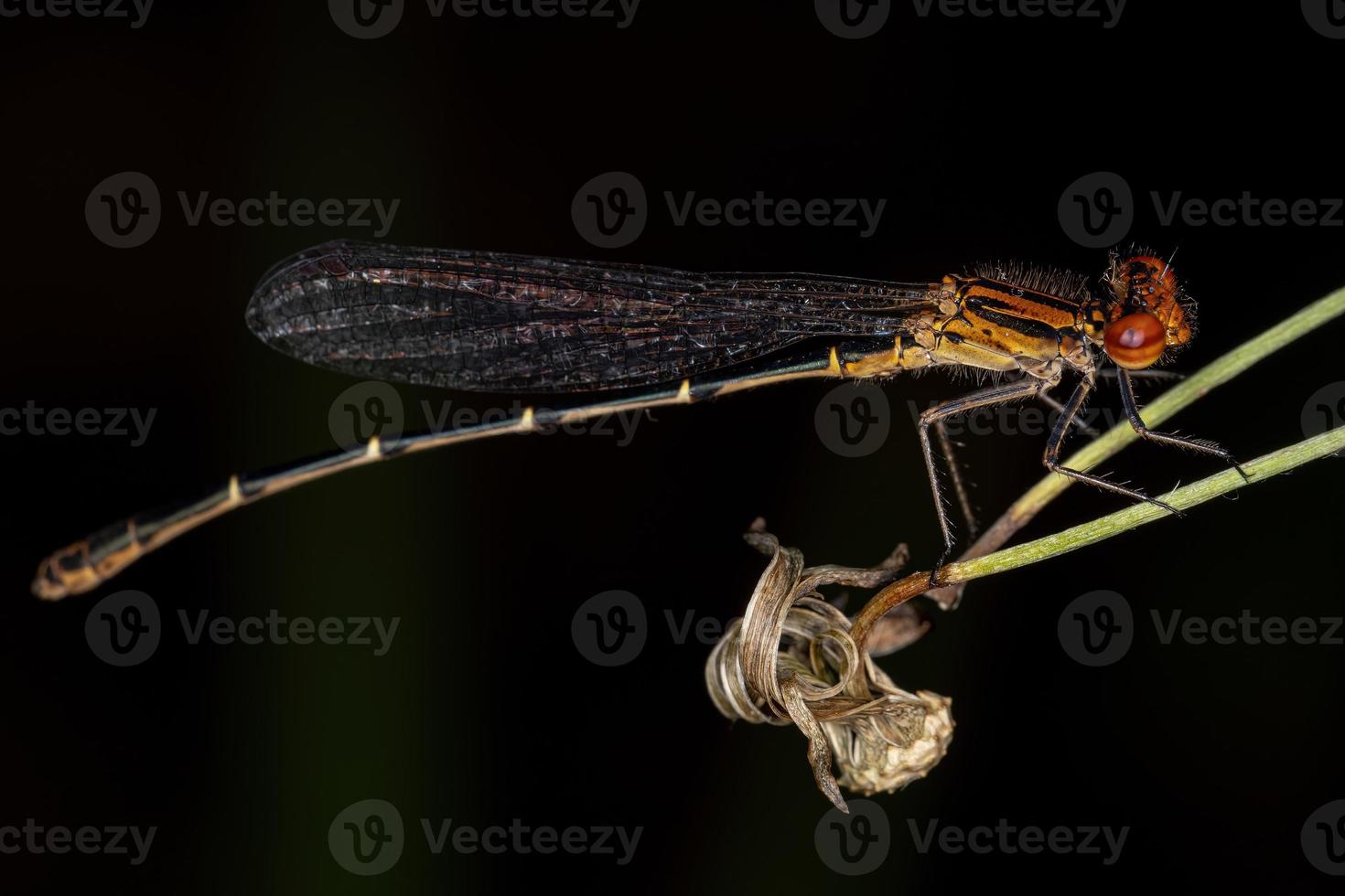 libellula adulta dalle ali strette foto