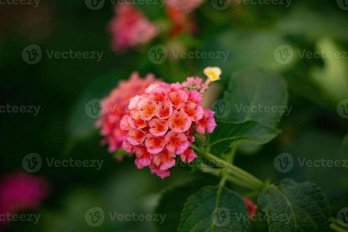 fiore di lantana comune foto