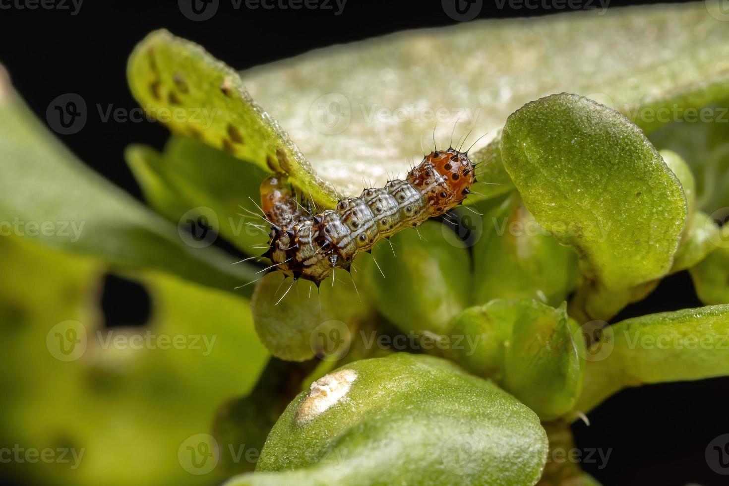 bruco che mangia una pianta di portulaca comune foto