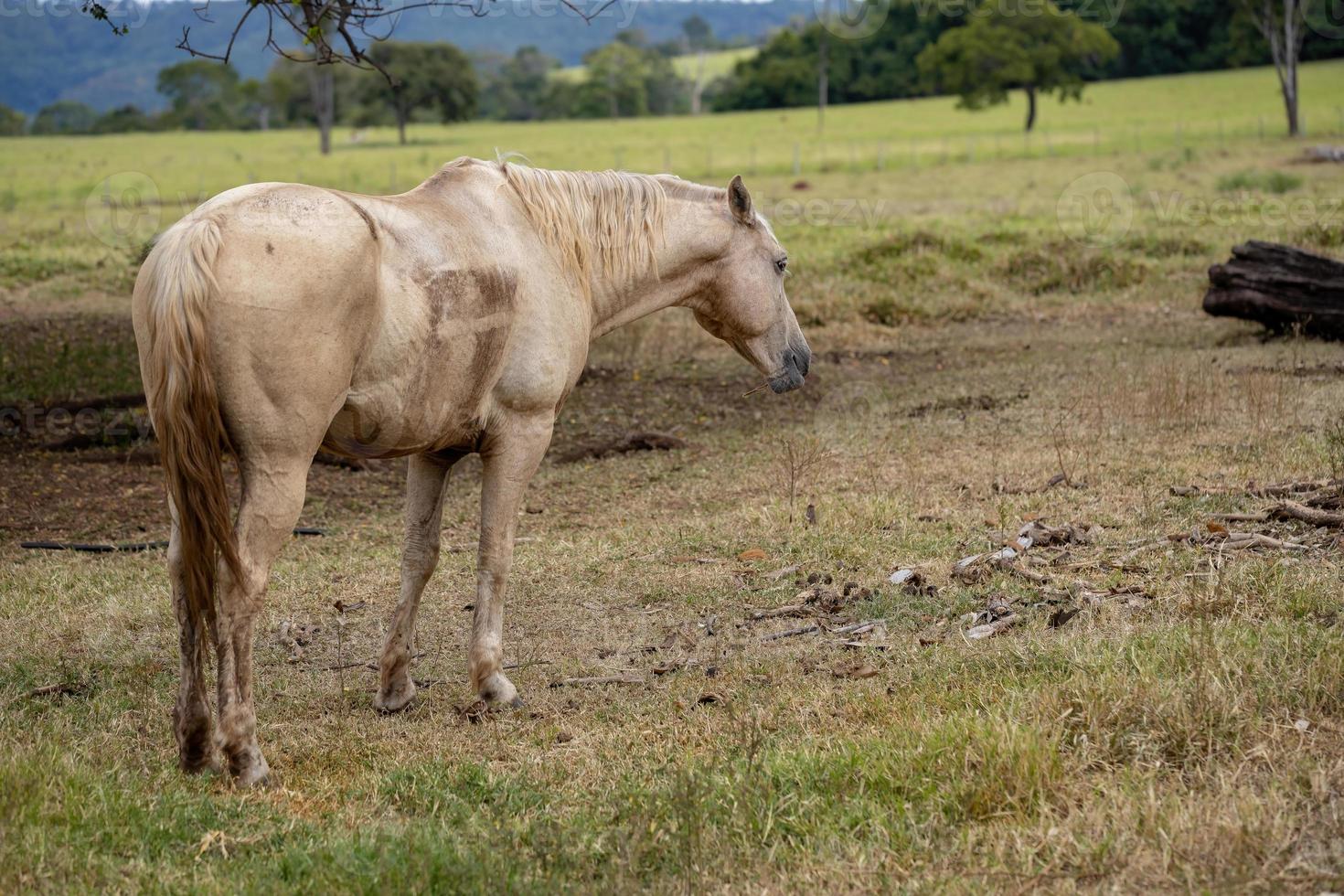 cavallo in una fattoria brasiliana foto