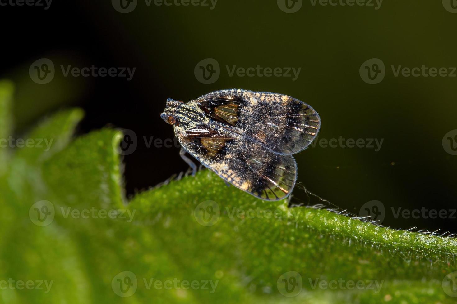 adulto piccolo planthopper foto