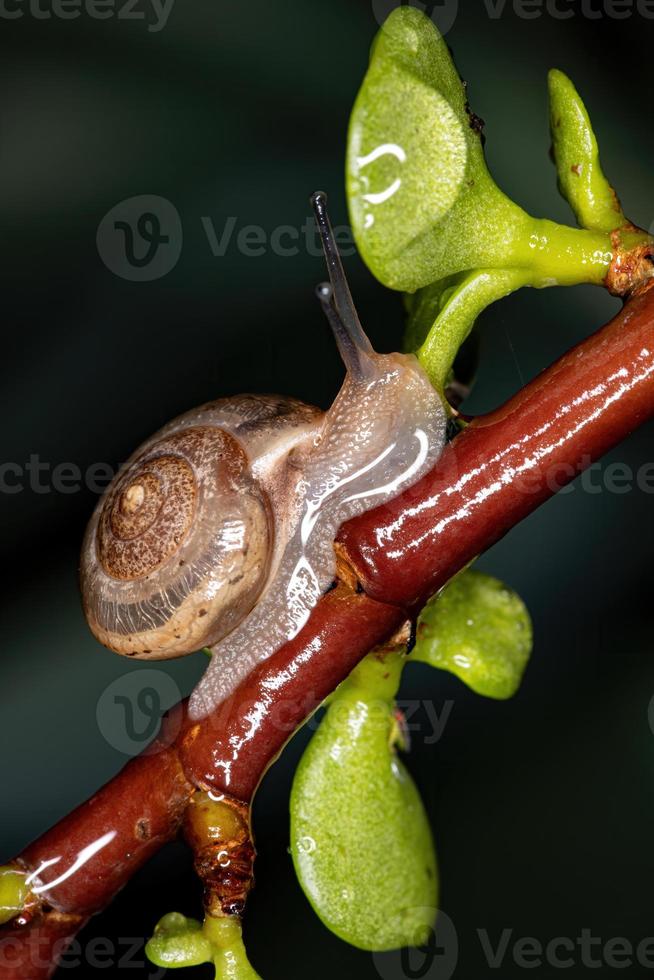 lumaca vagabondo asiatica foto