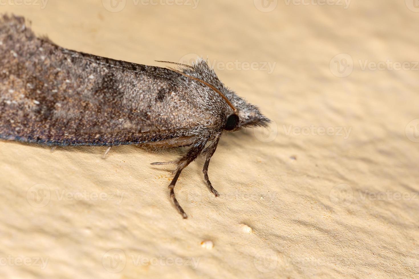 falena webworm scavatrice foto