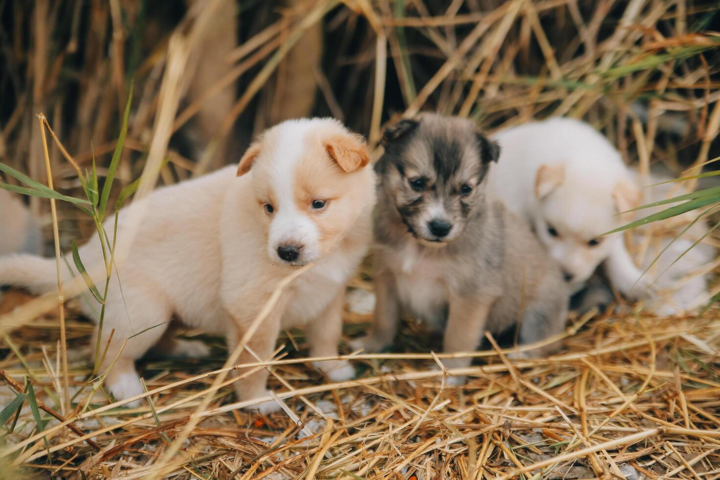 Là siamo molti cuccioli nel il foresta foto