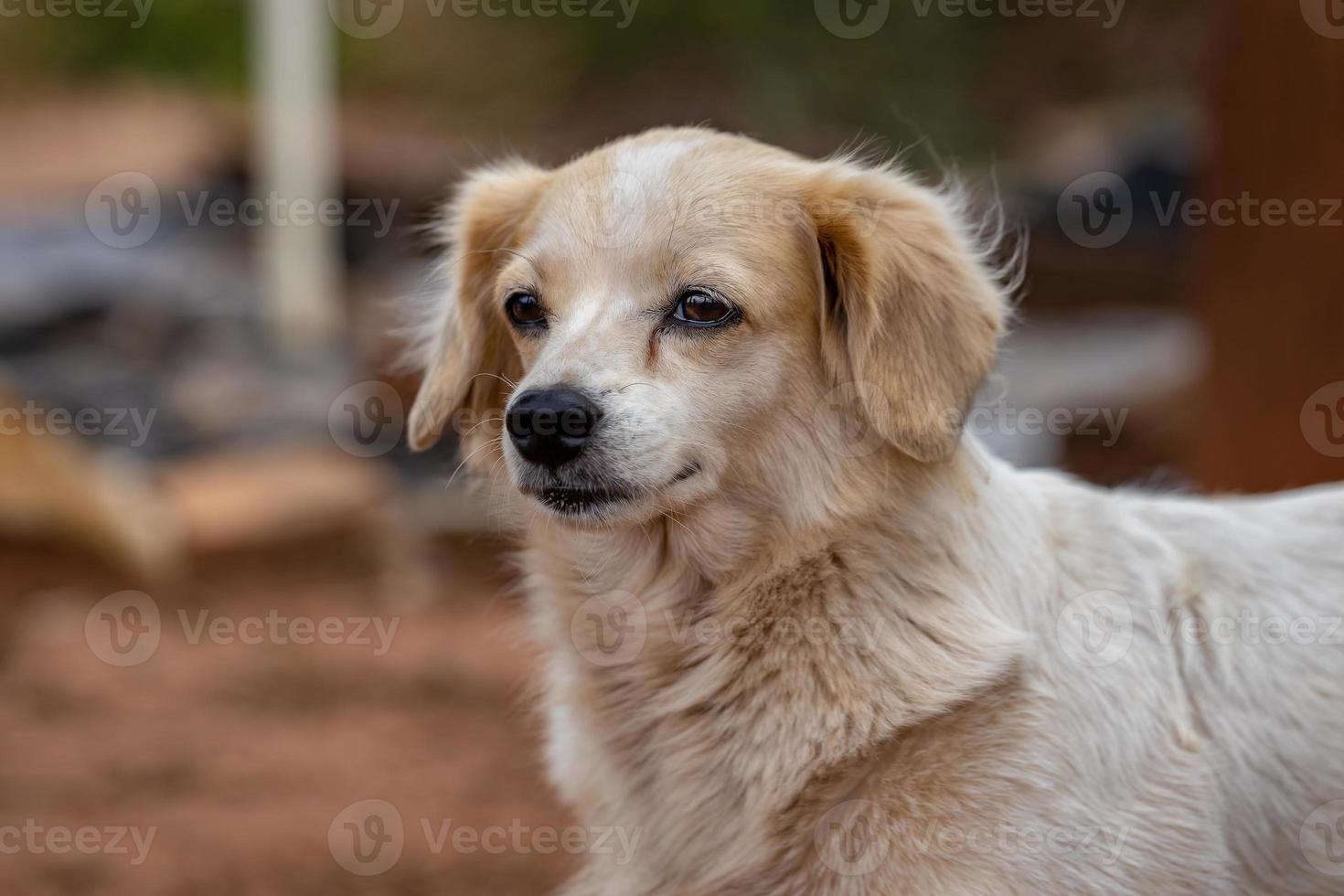 cane domestico in una fattoria foto